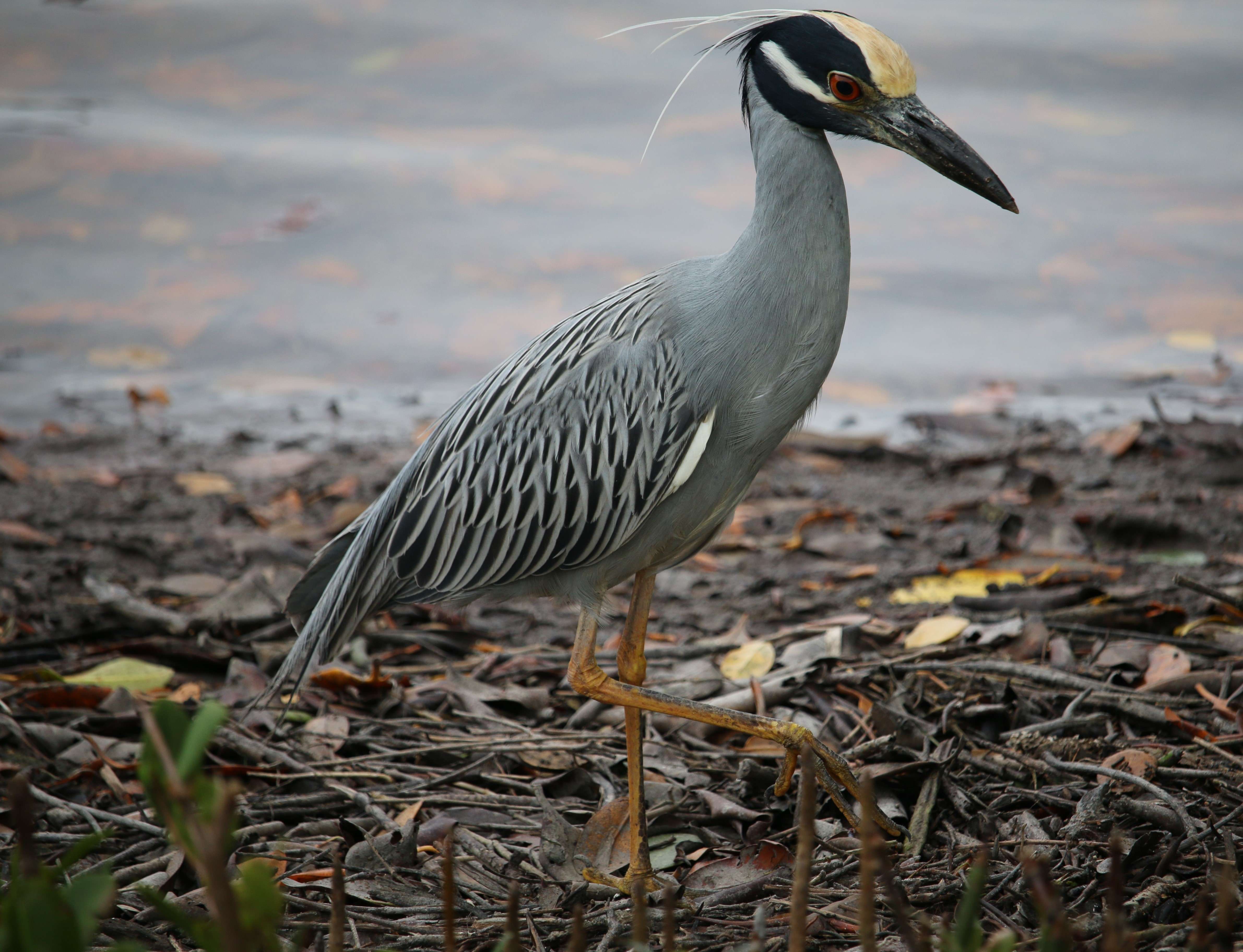 Yellow-Crowned Night Heron